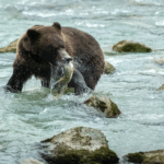 How to deal with grizzly bear attacks