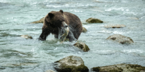 How to deal with grizzly bear attacks