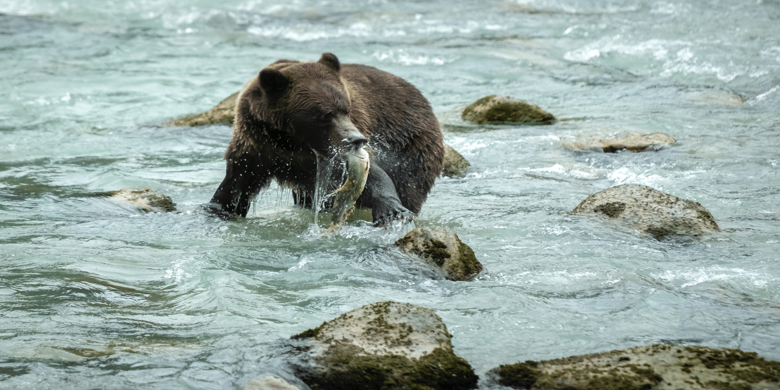 The Science of How to Survive a Bear Attack, Smart News